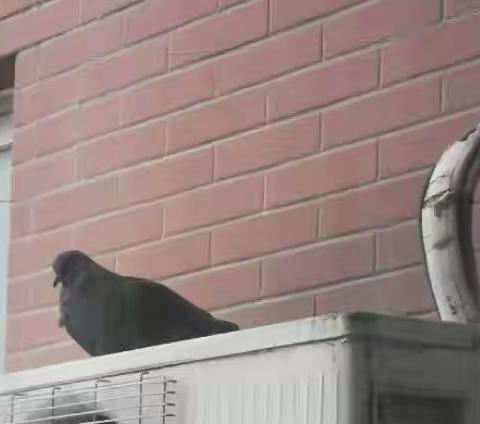 牛年正月过大年   斑鸠回巢吉祥年