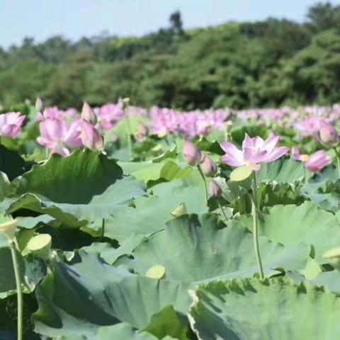 “国培计划2019”海南省乡村中小学教师教学基本功提升项目暨海口市骨干教师工作坊送教下乡活动简述