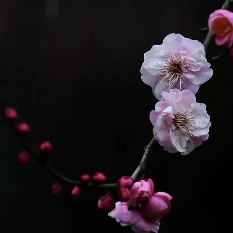 中国武汉：东湖梅花节