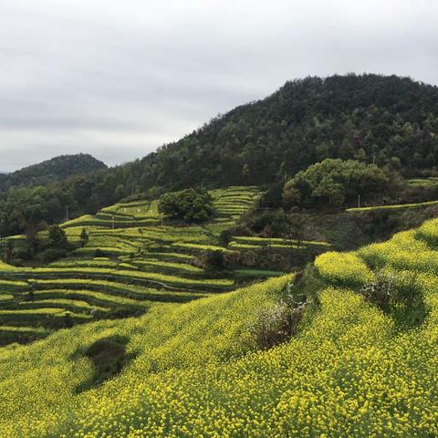 民生油菜花