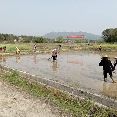 党旗在粮食保卫战中飘扬