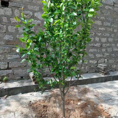 义务植树 共建美好院区