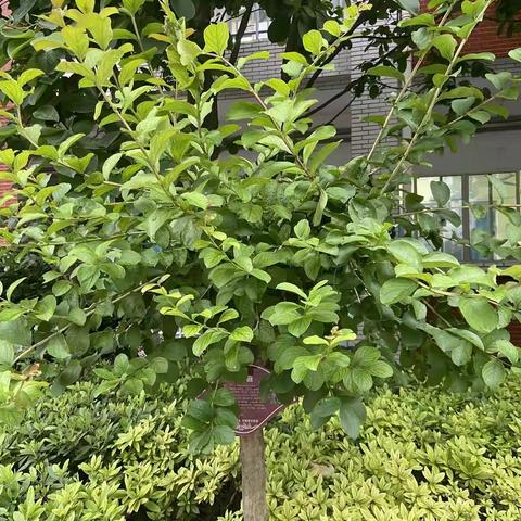 关爱校园植物，珍惜绿色生命——2112班学子积极参加“探究校园绿植”活动