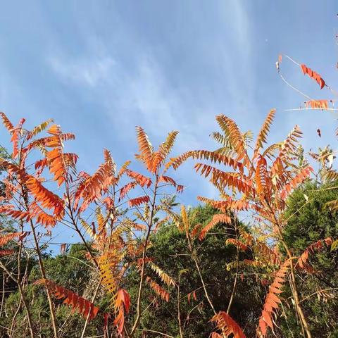 秋色掠影一一南翠屏