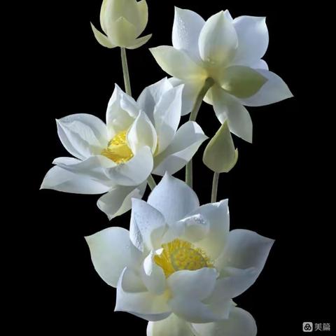 愿天堂里写满童话