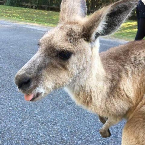 澳大利亚之旅#5