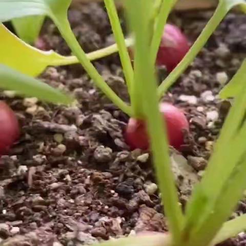 樱桃萝卜种植方法