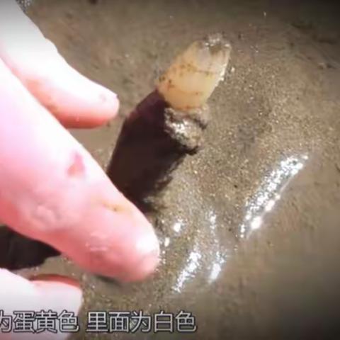 为什么蛏子要撒盐才能出来