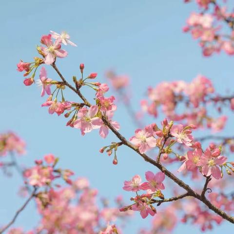 樱花树下正青春——记光谷八初703班樱花梦想节