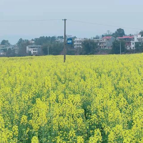 万物随着醒 美好皆可期——罗坳镇中心小学数学组三八节踏春活动