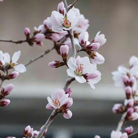 城市赏花无觅处 请到光明建设路