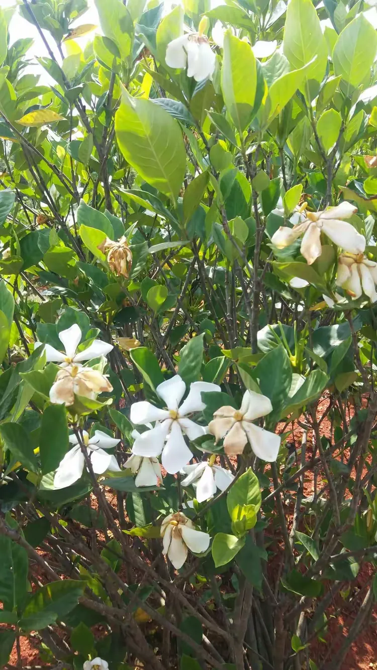 莲花县首届桅子花节2018-5-20湖上