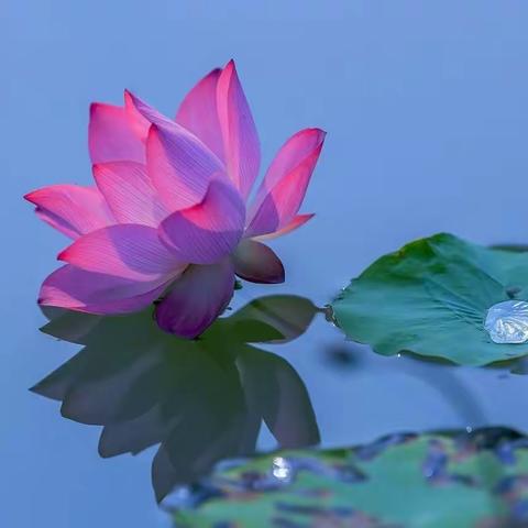 夏荷正当时 赏花好时节