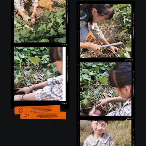 界牌中心小学三（14）班小线下活动第三期—挖红薯