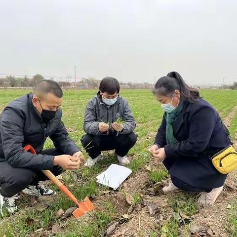 抓冬管  促丰收——市农技站冬管工作掠影