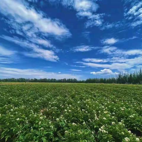 月到中秋分外圆，薯迎秋收迷人眼