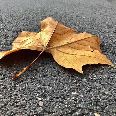 美好在奔来的路上——11月20日一高集中隔离点和永乐街片区临时党支部及突击队志愿者工作日志