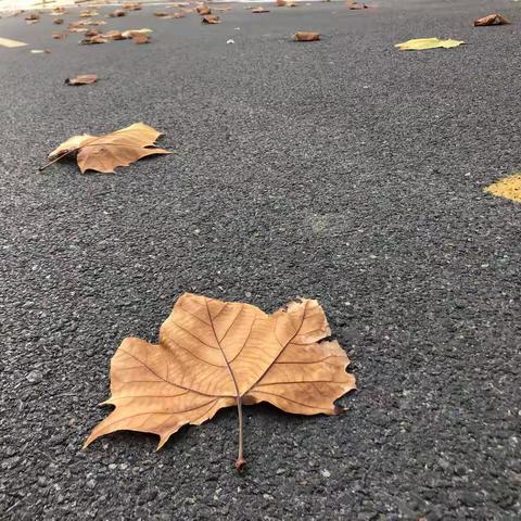 你的样子，就是中国的样子——11月19日一高集中隔离点和永乐街片区临时党支部及突击队志愿者工作日志