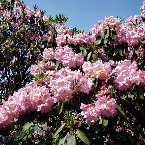 上天台华顶，看云锦杜鹃