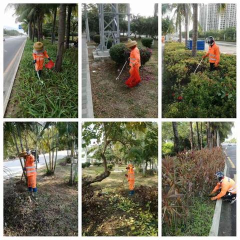 今日道路绿化逐步提高各花卉修剪，保障隔离带区域的整洁干净。2020.4.17