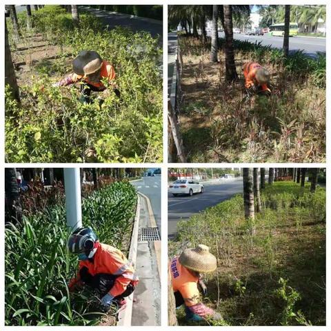 深入维护道路干净整洁和谐，清理大面积杂乱枝叶、杂草作业。