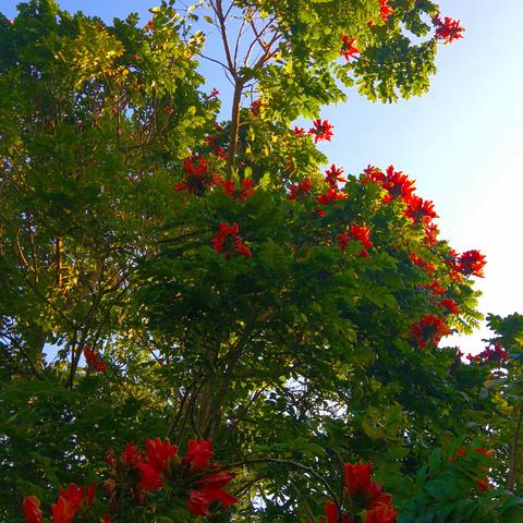 植物王国西双版纳