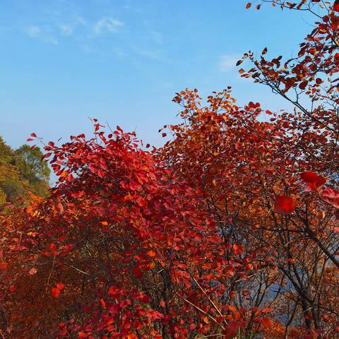 秦岭团标峪P型穿越赏红叶