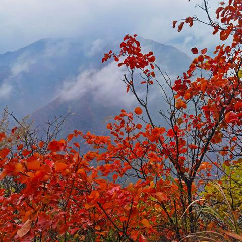 秦岭圭峰山赏红叶