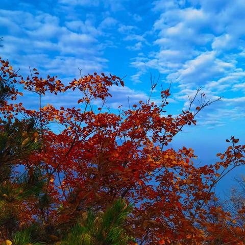 秦岭天子峪吴家岭→唐王寨赏秋