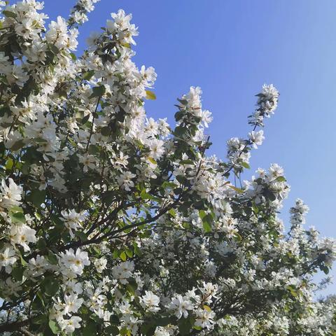 秦岭凤凰岭赏白鹃梅