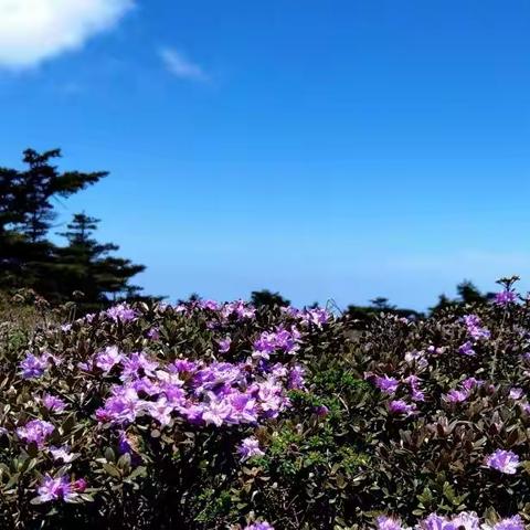 光头山赏高山杜鹃