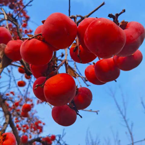 红红火火  柿柿如意