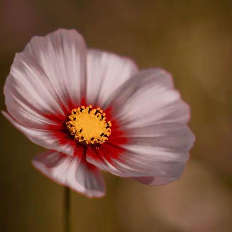 【花特写摄影圈摄影月赛】12月参赛作品：《格桑花》