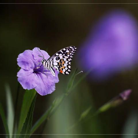 【花特写摄影圈摄影月赛】（11月）参赛作品：光叶蝴蝶草