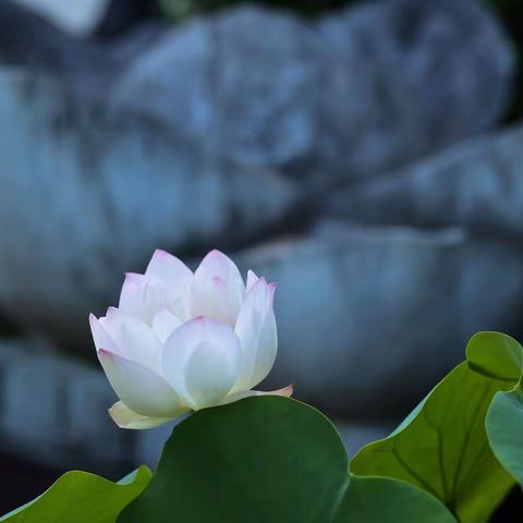 “倾听荷语”主题摄影展，《荷与禅》