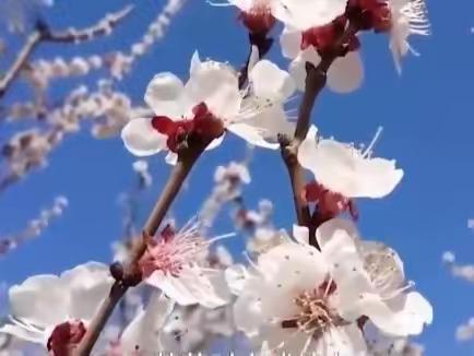 红杏枝头春意闹
