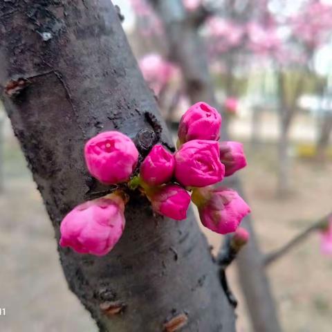 春天的痕迹
