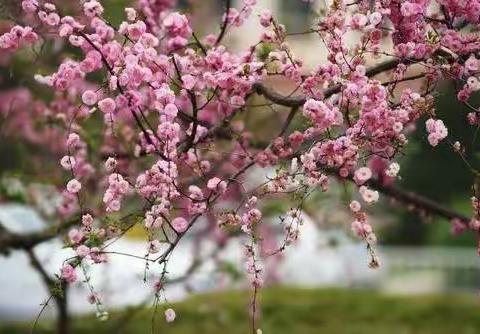 疫情未了，网课仍在继续——记录欢喜庄乡中学八年级师生线上教学的日常生活