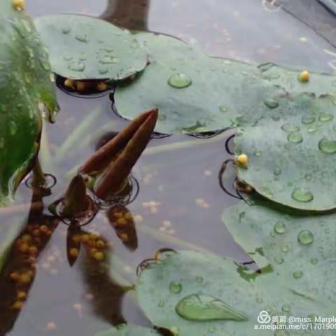 头伏雨