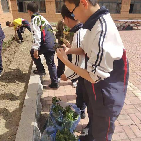 我是小小园艺师