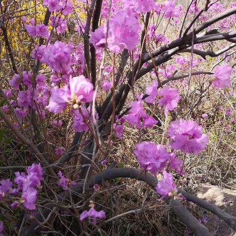 2018年4月6日，杜鹃花开时，相约大珠山。