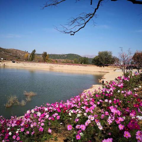 格桑花开时，相约官护山