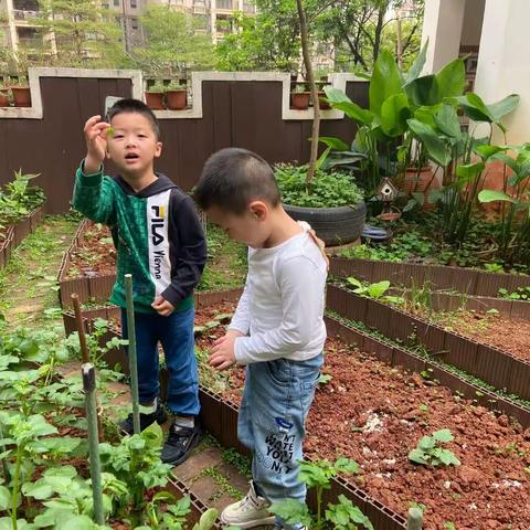 莱茵湖畔幼儿园桂花班第9周精彩回顾