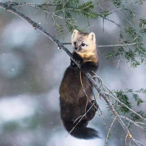 【玩转假期】“成长快递（第七十八课）”——临沂国际学校幼儿园“成长在线”之家园共育微课程系列
