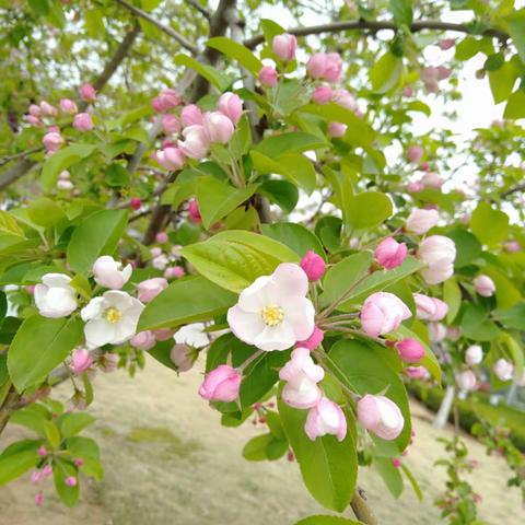 我劳动 我快乐——临沂国际学校四年级六班王艺潼生活剪影