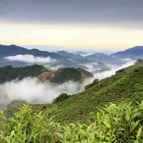 介绍一款品质很高的祁门红茶