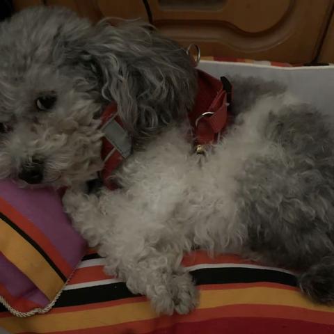 一只卷毛肥嫩的小花狗能有什么小心思呢？