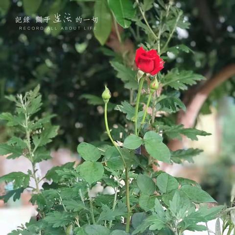 每一片美好都将成为内在的花园——记博英教育团建建设