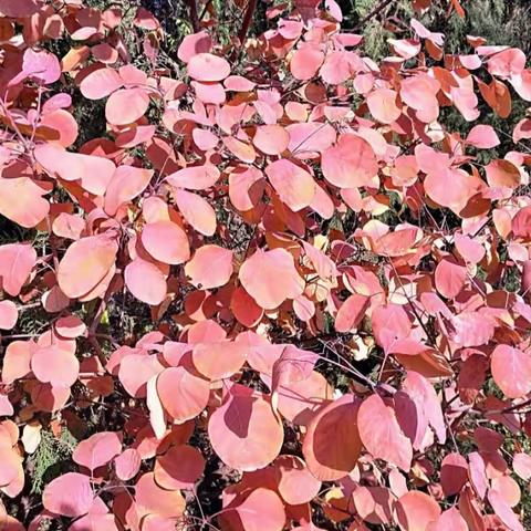 《秋梦》后花园山中红叶