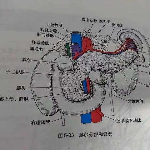 【周医B超】健康小知识—急性胰腺炎